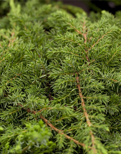 Juniperus communis 'Green Carpet'