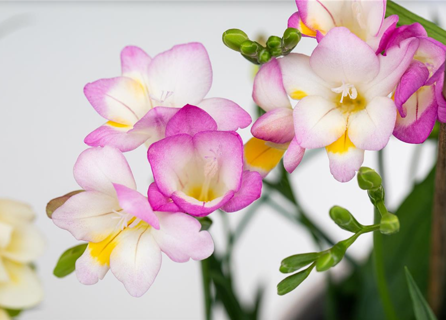 Freesia