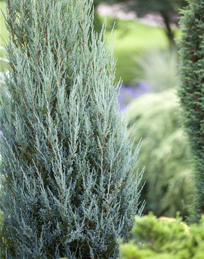 Juniperus virginiana 'Blue Arrow'