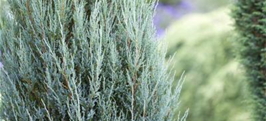 Juniperus virginiana 'Blue Arrow'