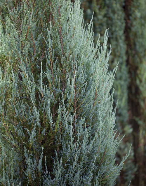 Juniperus virginiana 'Blue Arrow'