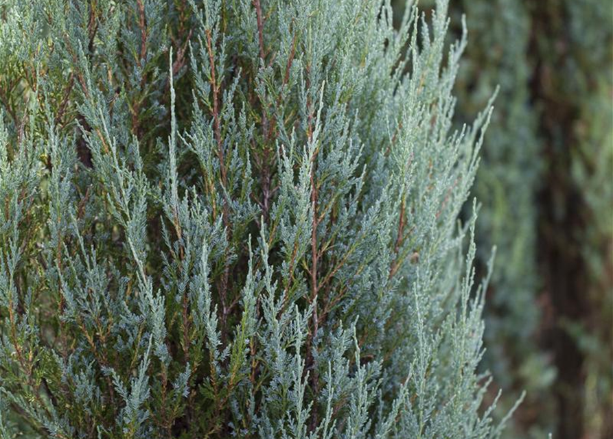 Juniperus virginiana 'Blue Arrow'