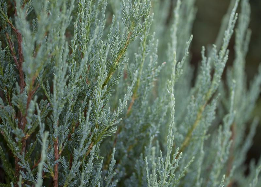 Juniperus virginiana 'Blue Arrow'