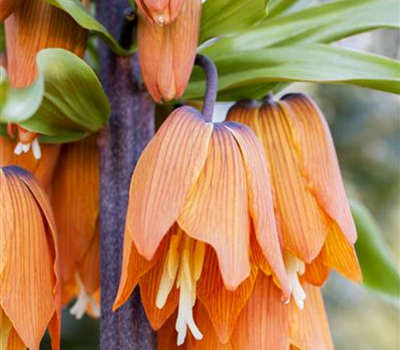 Fritillaria imperialis