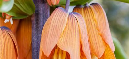 Fritillaria imperialis