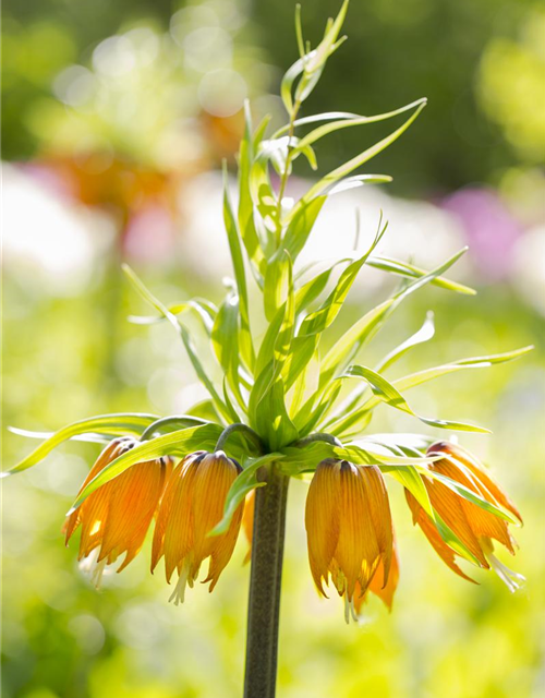 Fritillaria imperialis