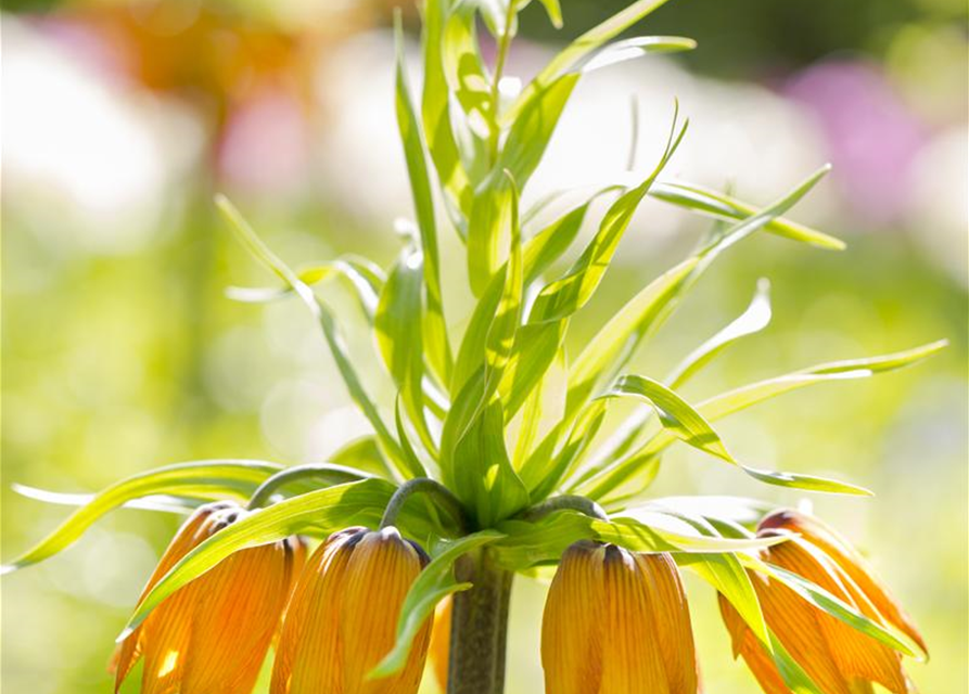 Fritillaria imperialis