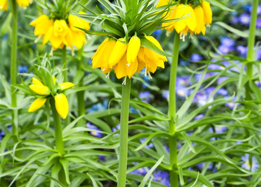 Fritillaria imperialis