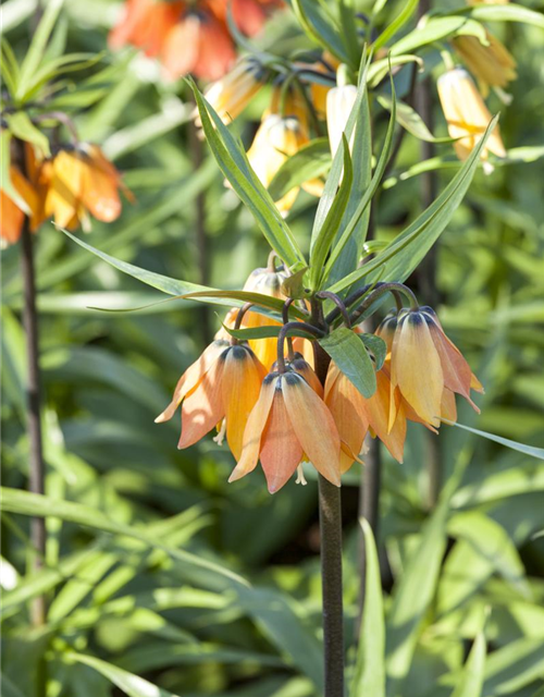 Fritillaria imperialis