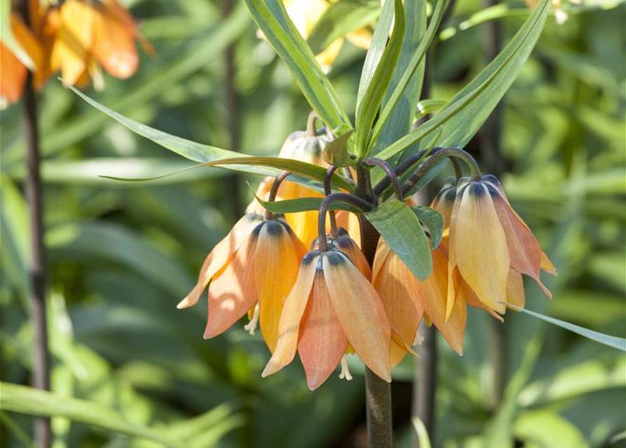 Fritillaria imperialis