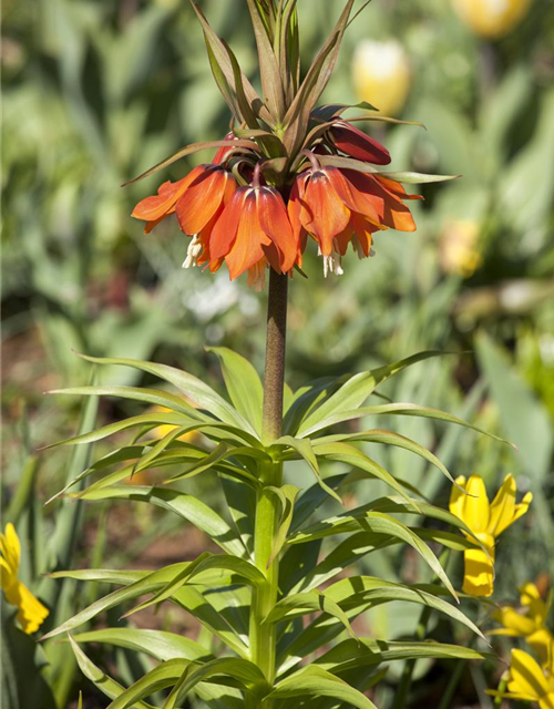 Fritillaria imperialis