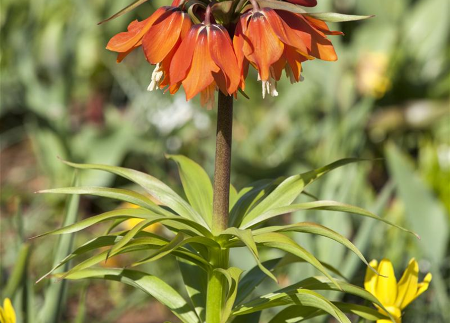 Fritillaria imperialis