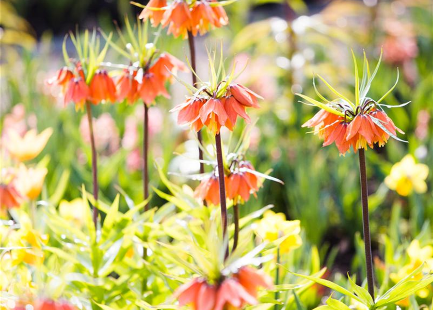 Fritillaria imperialis