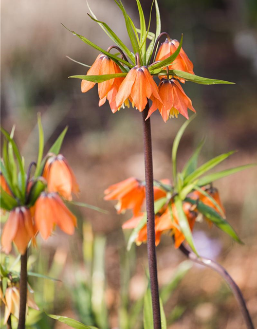 Fritillaria imperialis