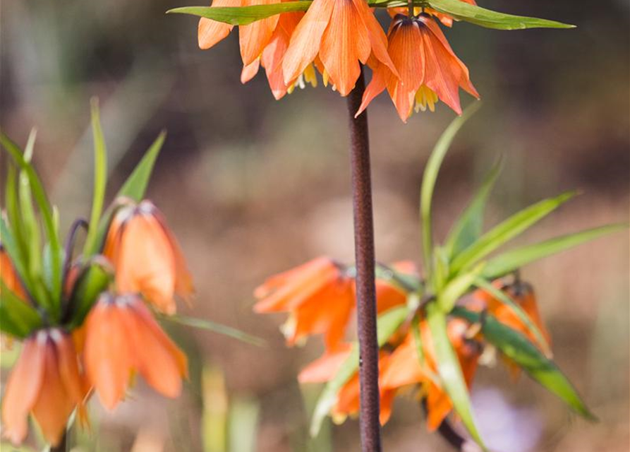 Fritillaria imperialis