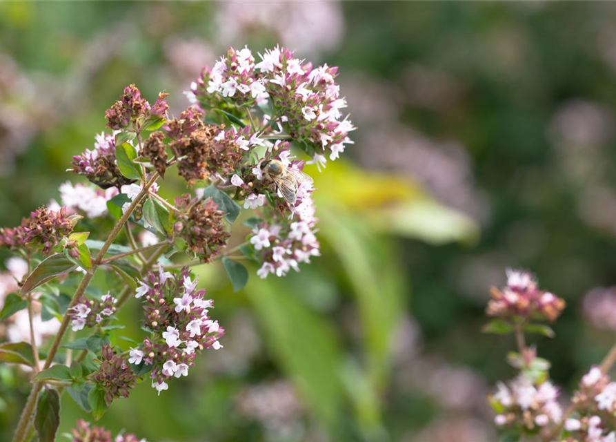 Origanum majorana