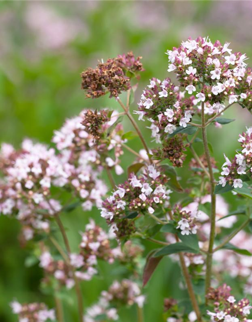 Origanum majorana