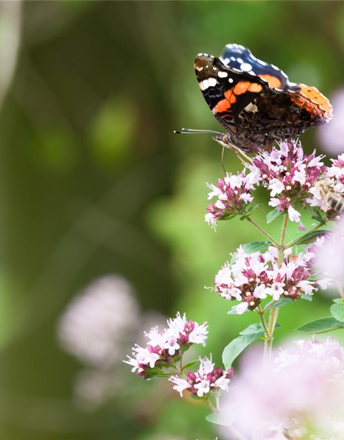 Origanum majorana