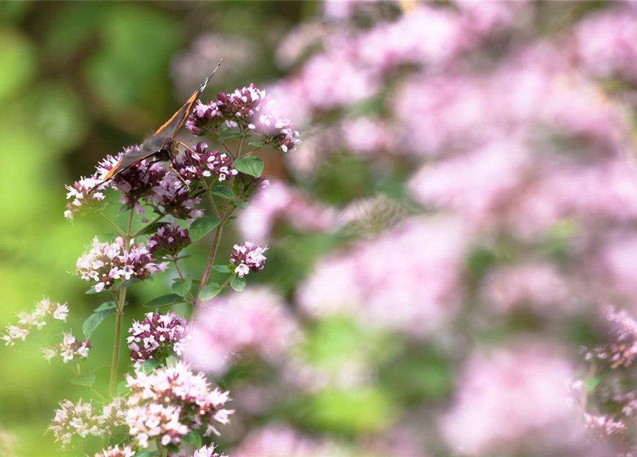 Origanum majorana