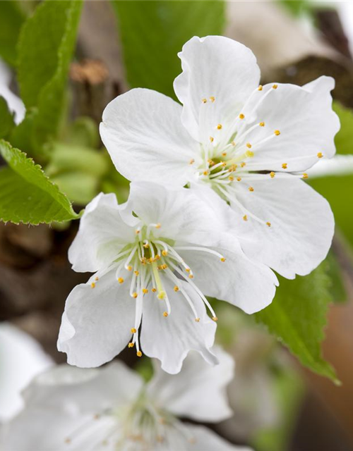 Prunus avium