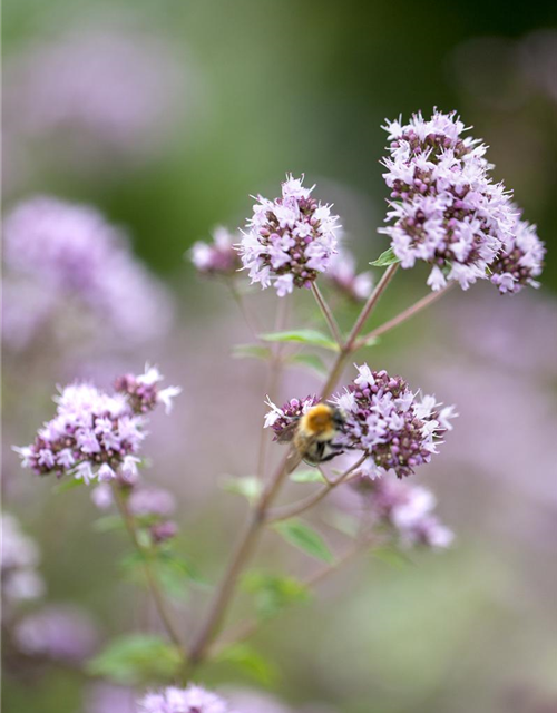 Origanum vulgare