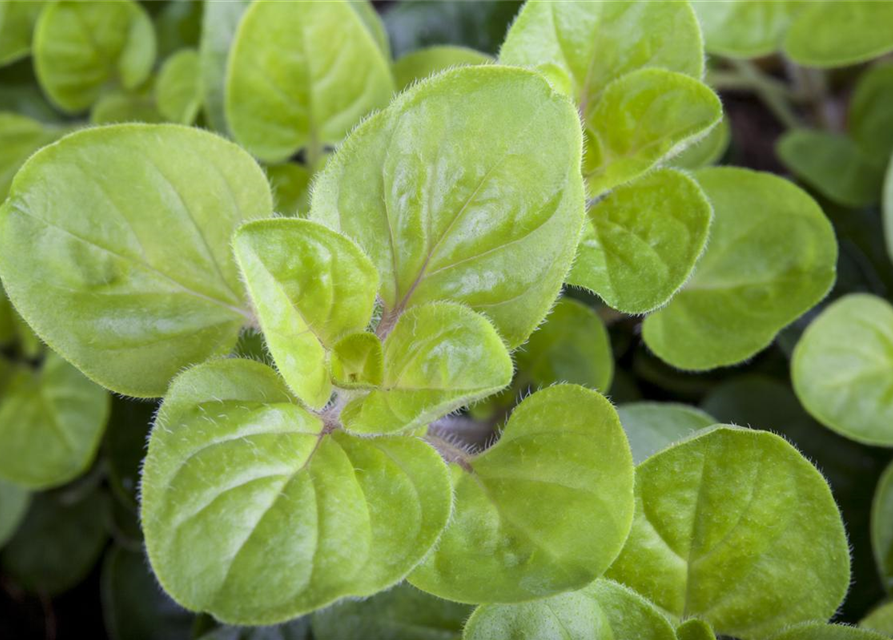 Origanum vulgare