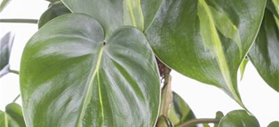 Philodendron scandens