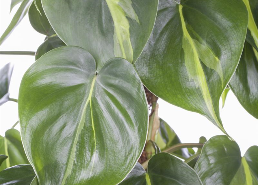 Philodendron scandens