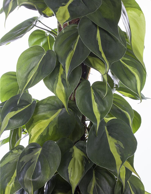 Philodendron scandens