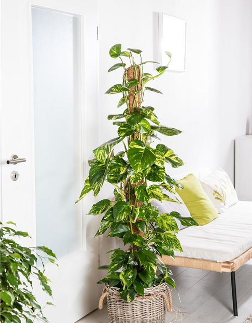 Philodendron scandens