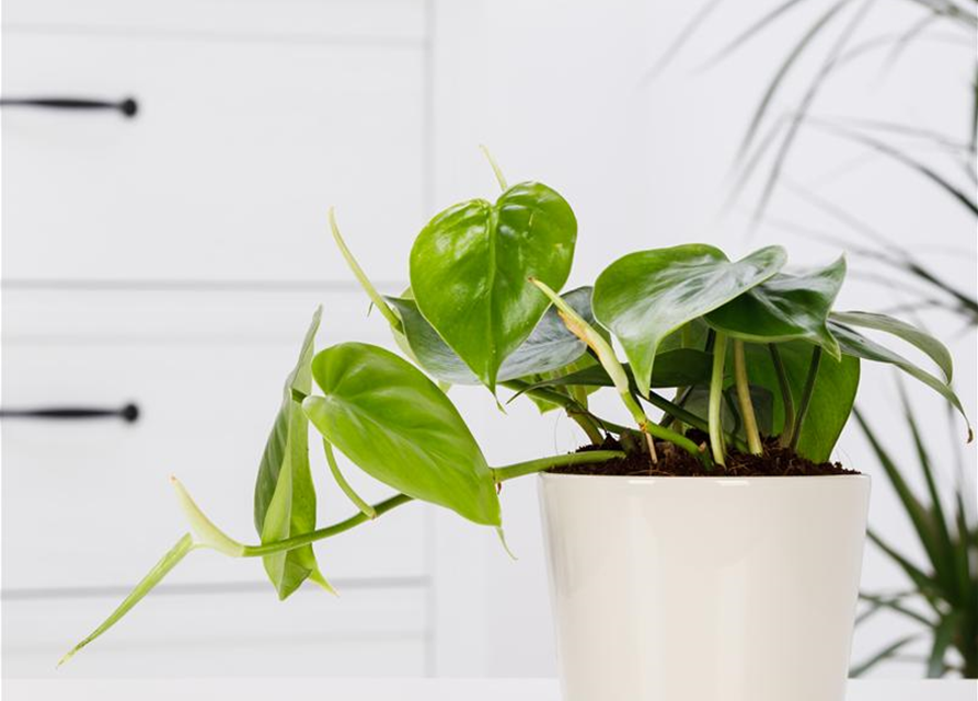 Philodendron scandens