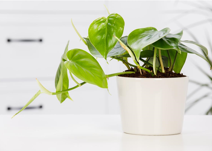 Philodendron scandens