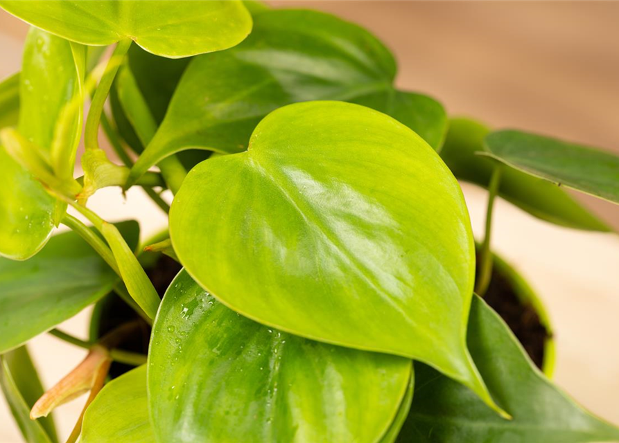 Philodendron scandens