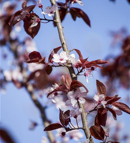 Prunus cerasifera 'Nigra'