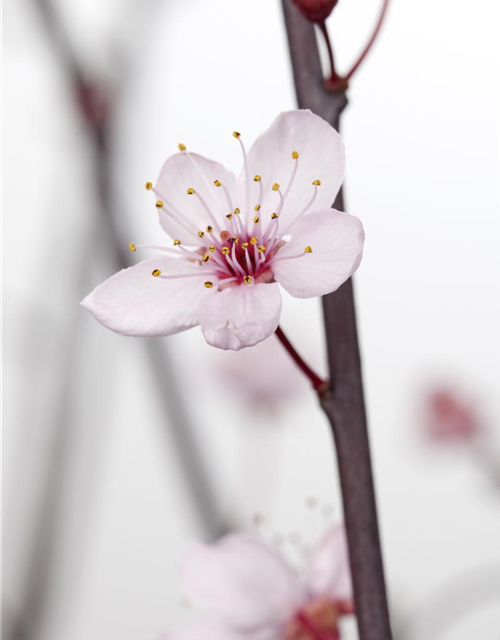 Prunus cerasifera 'Nigra'