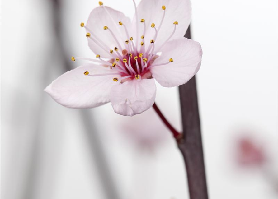 Prunus cerasifera 'Nigra'