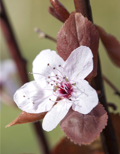 Prunus cerasifera 'Nigra'