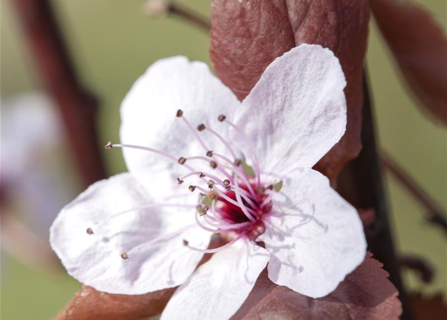 Prunus cerasifera 'Nigra'