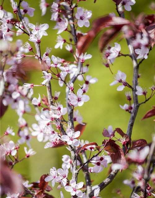 Prunus cerasifera 'Nigra'