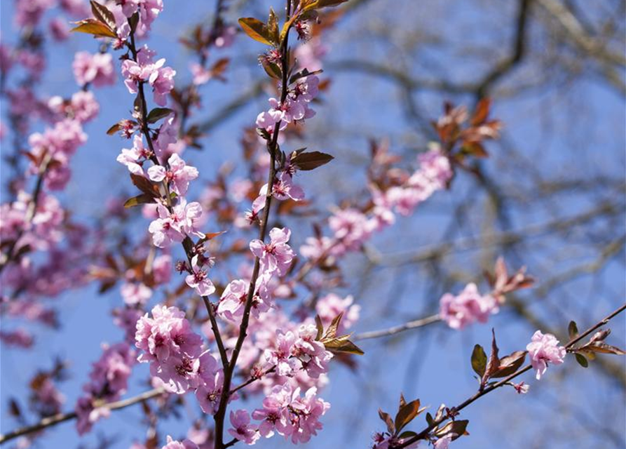 Prunus cerasifera 'Nigra'