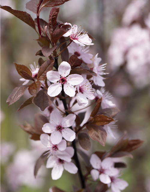 Prunus cerasifera 'Nigra'