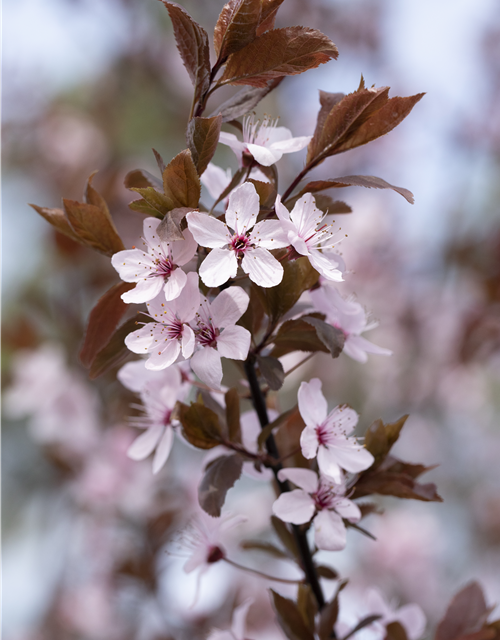 Prunus cerasifera 'Nigra'