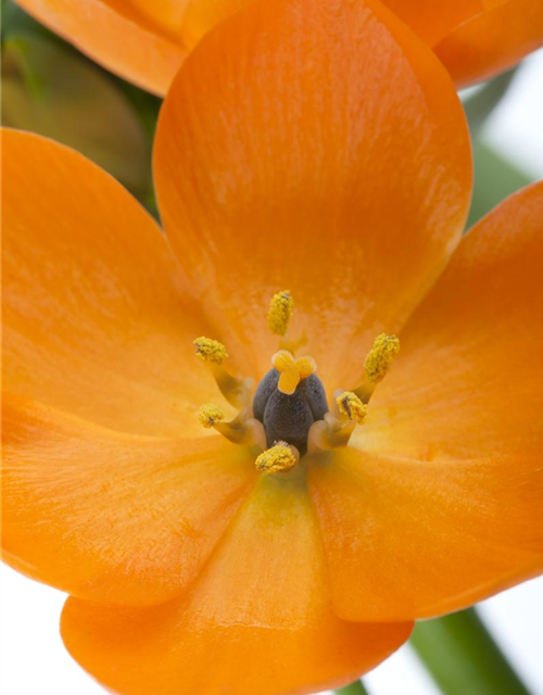 Ornithogalum dubium