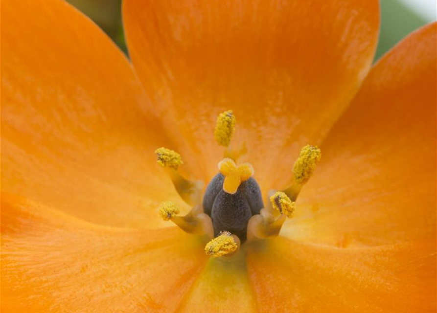 Ornithogalum dubium