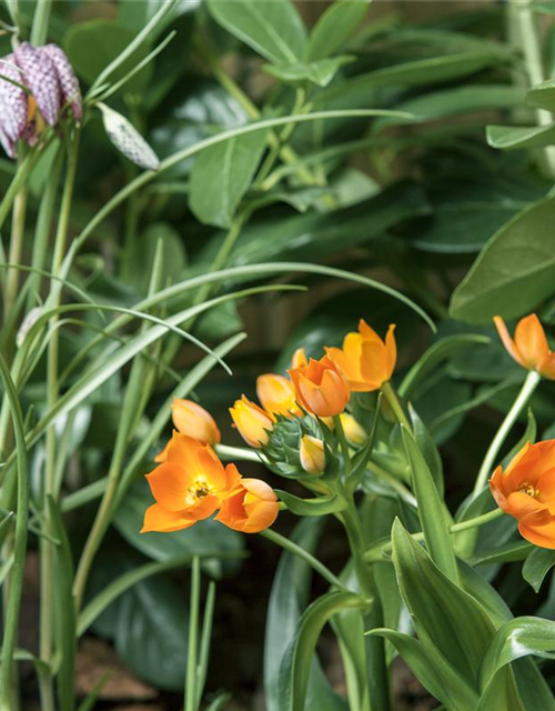 Ornithogalum dubium