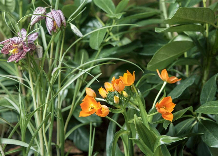 Ornithogalum dubium