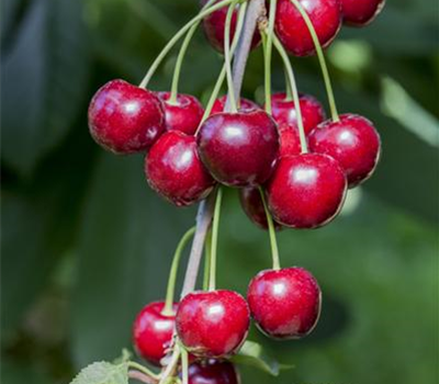 Prunus cerasus