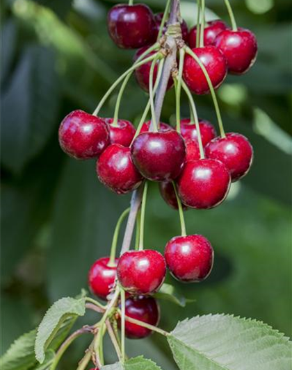 Prunus cerasus