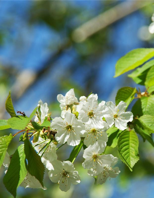 Prunus cerasus