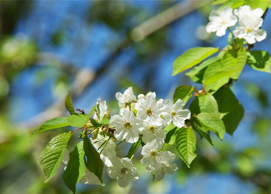 Prunus cerasus